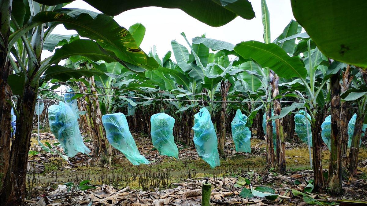 Ecuador está libre del hongo en todo su territorio