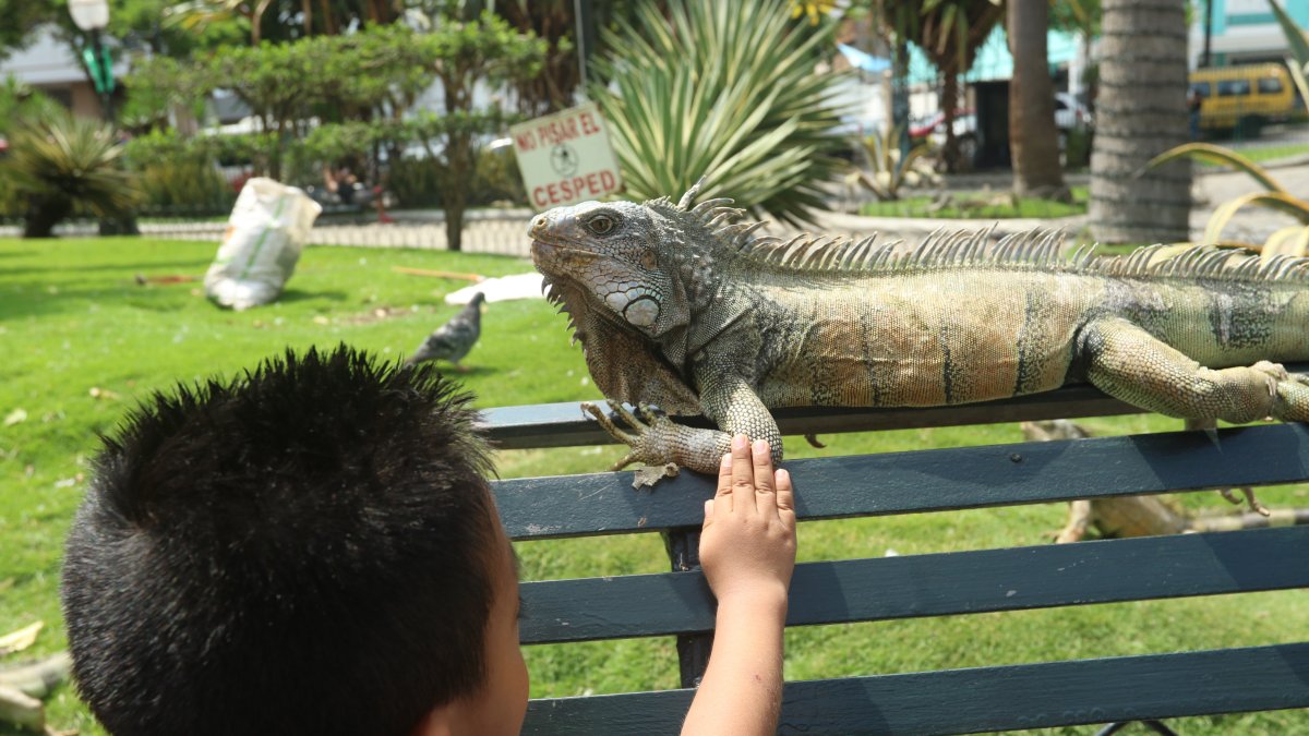 Cercanía. A muchos visitantes del parque Seminario les gusta tocar a las iguanas. Algunos, como los niños, solo replican el ejemplo que los mayores les dan. 