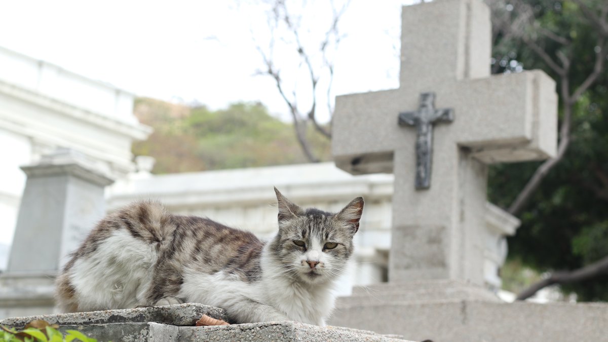 Clima. Cuando la temperatura baja, salen y se acuestan sobre las lápidas.
