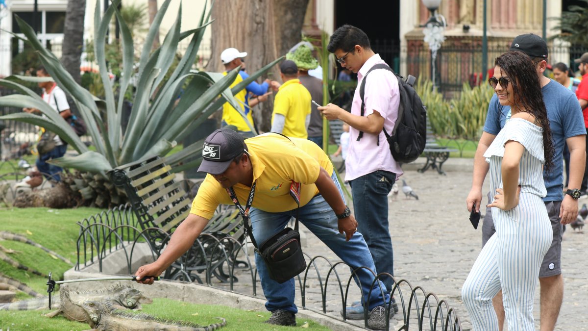 Las iguanas son el atractivo del Parque Seminario situado en el centro de Guayaquil.