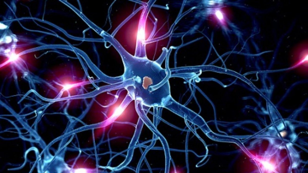 El estudio da luces sobre cómo se formaron las neuronas.