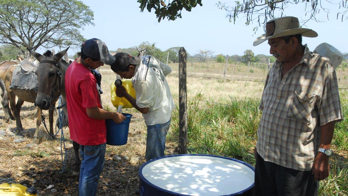 Balzar es un cantón productor de leche y queso.