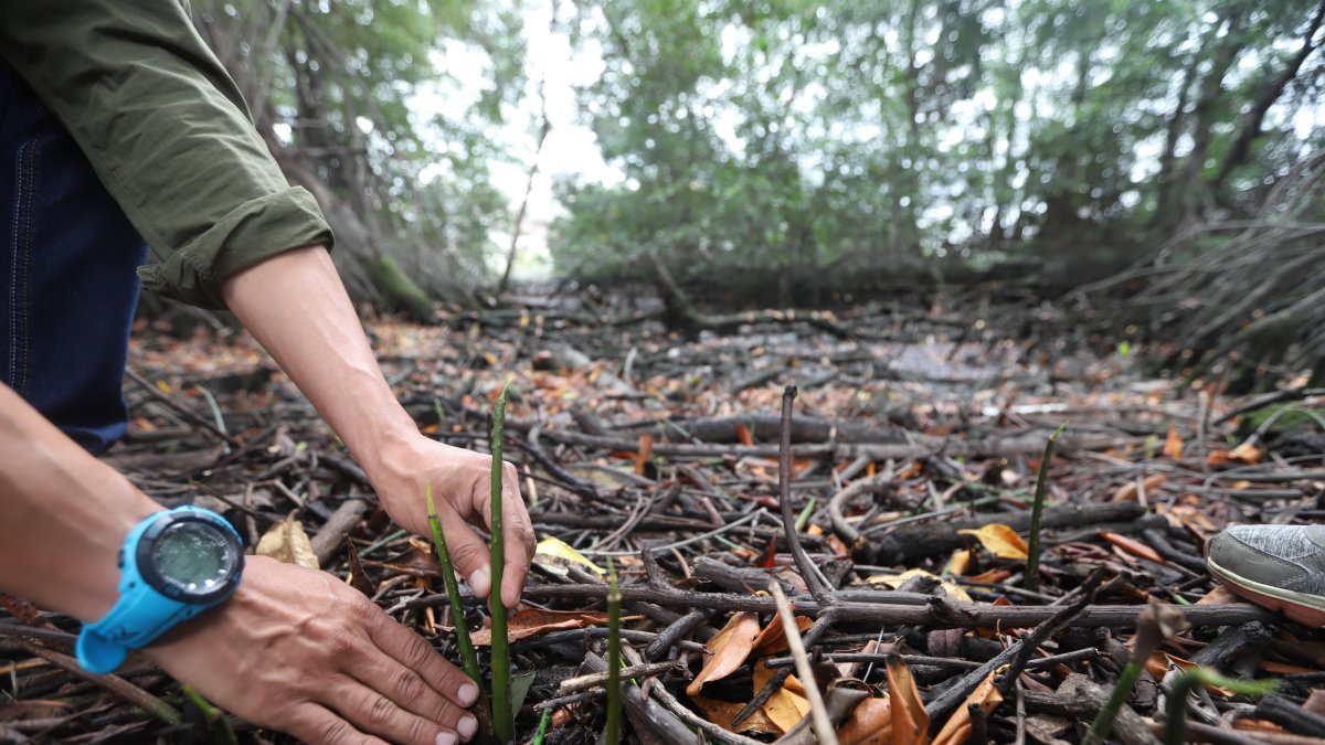 Hoy se sembraron las especies a orillas del Parque Lineal