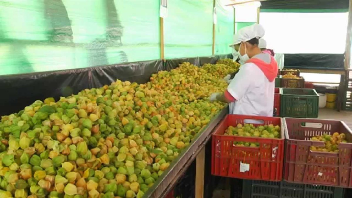 Producción. Hasta septiembre se certificaron más de 13 toneladas con vías a exportarse a tres continentes.