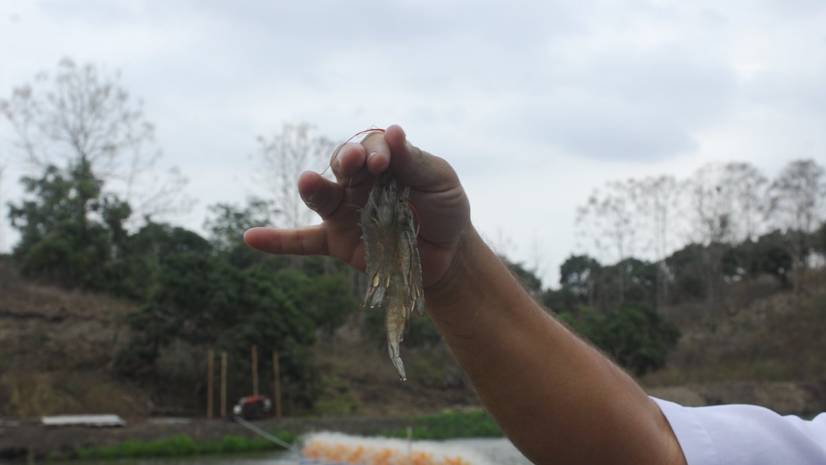 De los productos más tradicionales, el camarón fue el de mejor desempeño, con un crecimiento del 20 %.