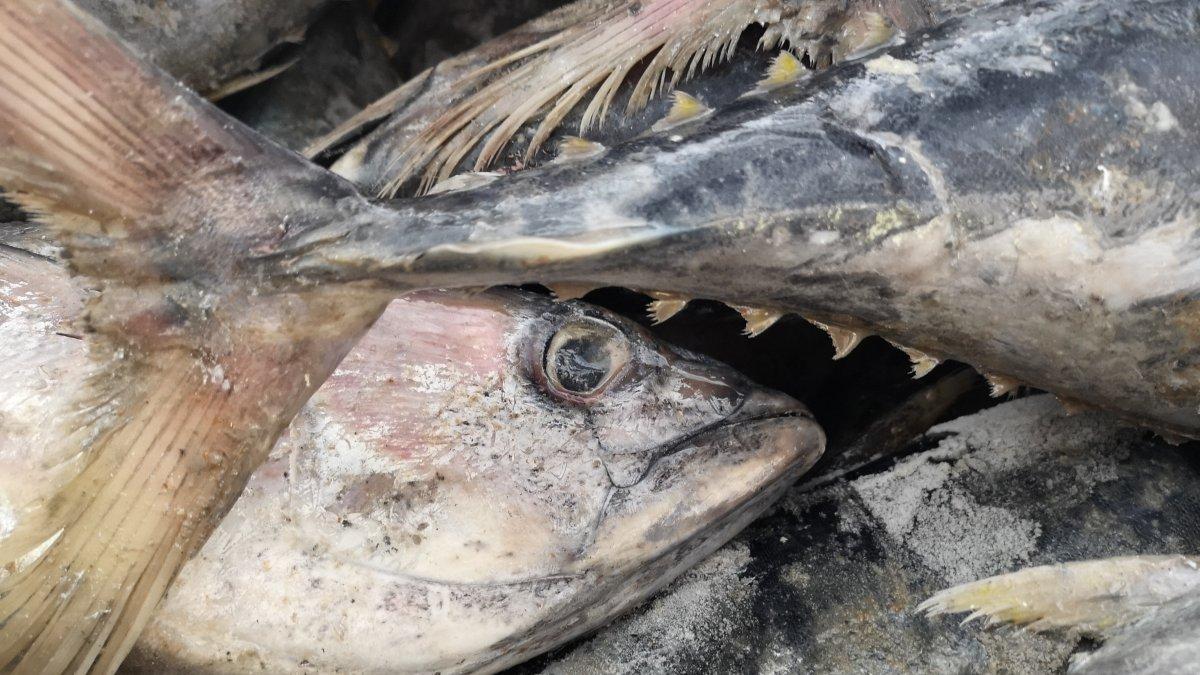 La flota pesquera de Ecuador respeta la especie