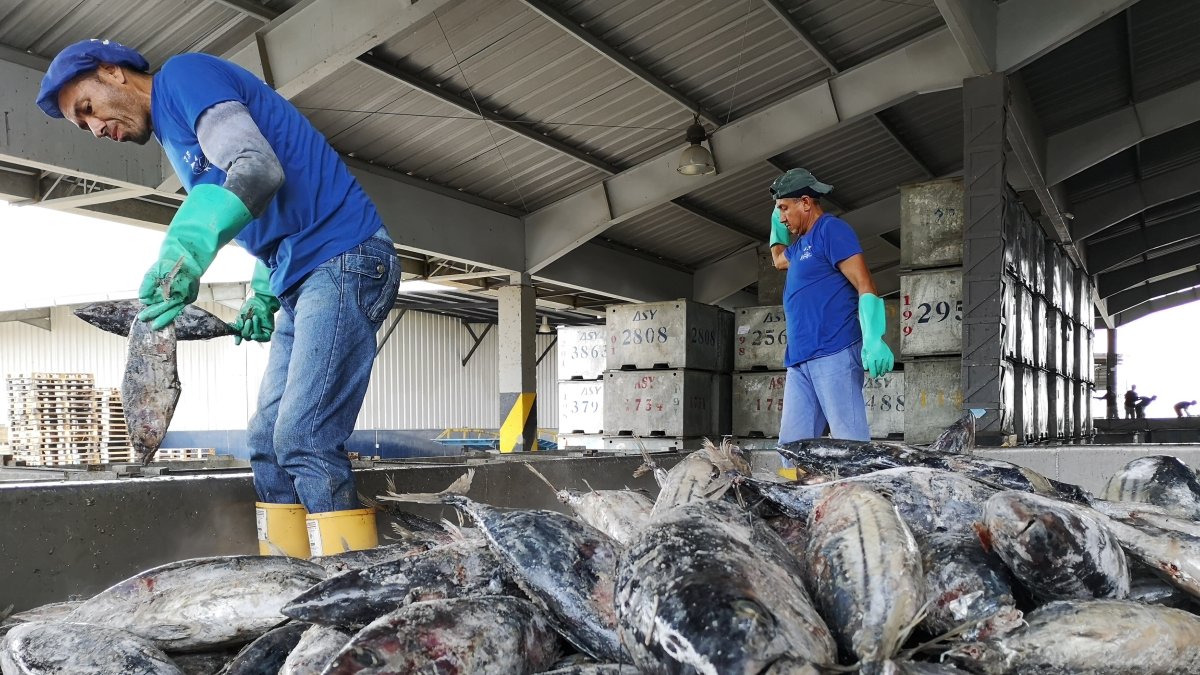 Manta. Las empresas de la Cámara de Industrias Procesadores de Atún (Ceipa) reciben atún certificado.