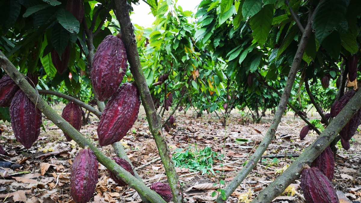 El cacao está entre los 10 productos que exporta Ecuador a Chile