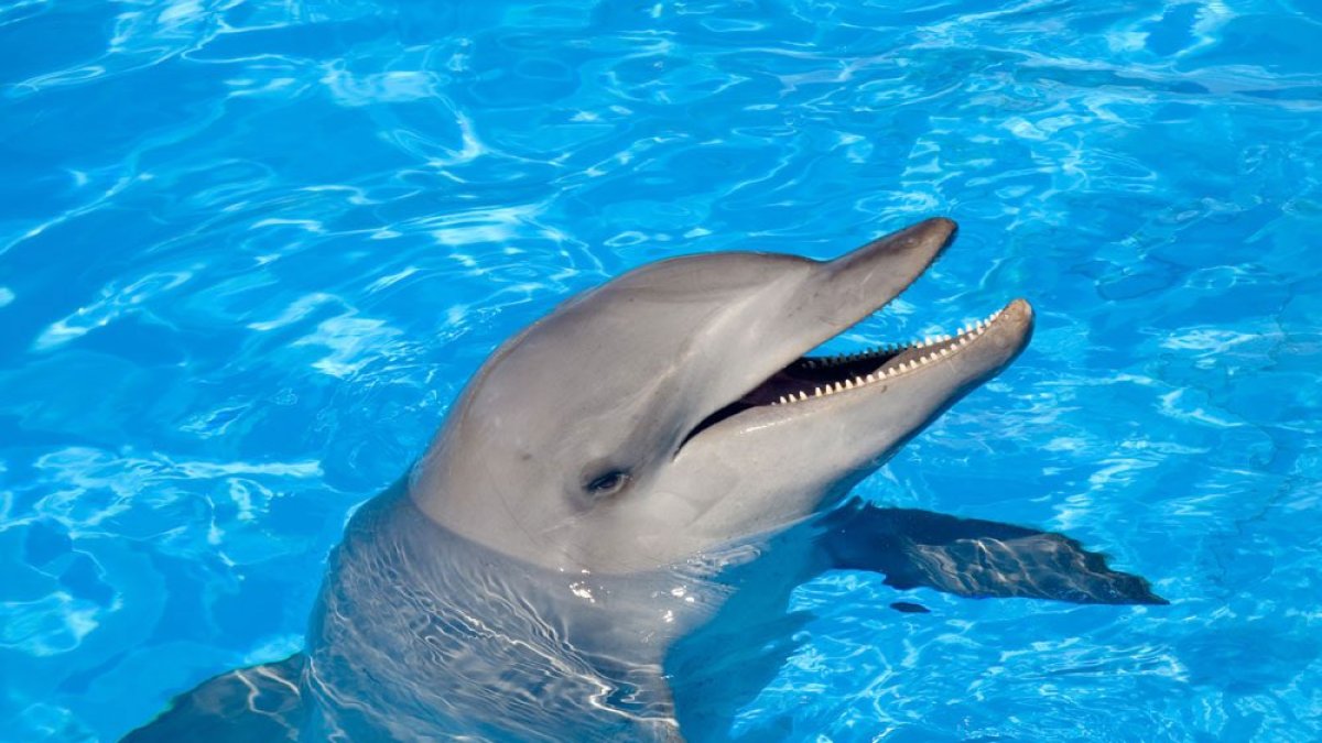 En Guayaquil se prohibieron los espectáculos con mamíferos en cautiverio.