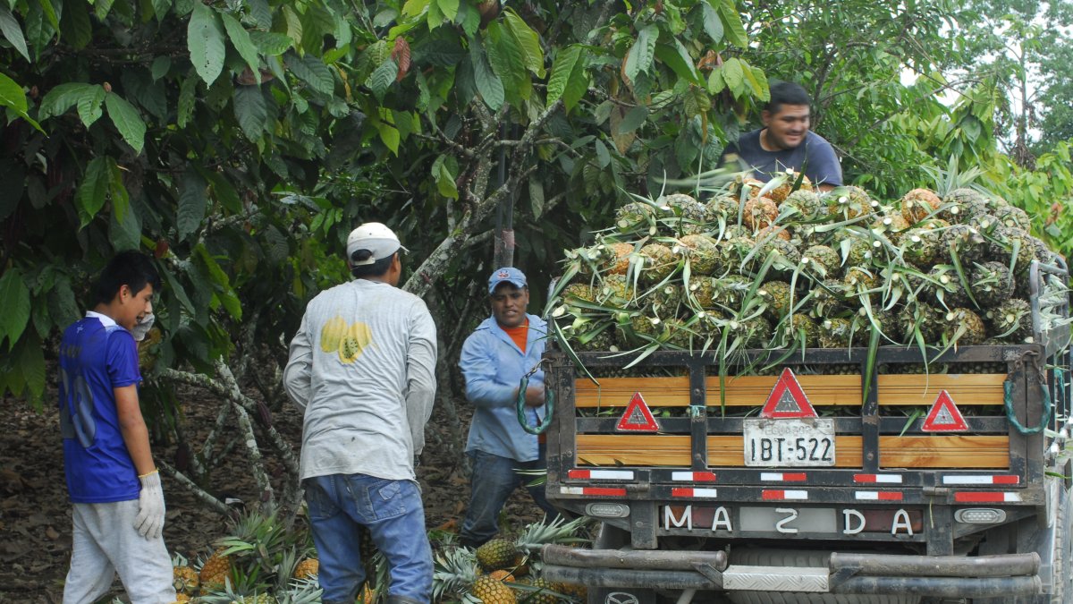 Oportunidad. Las frutas tropicales tienen un nicho importante en las perchas canadienses.