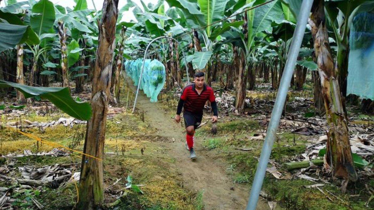 Hasta el décimo mes del año, se vendieron 293'821.827 cajas de banano.