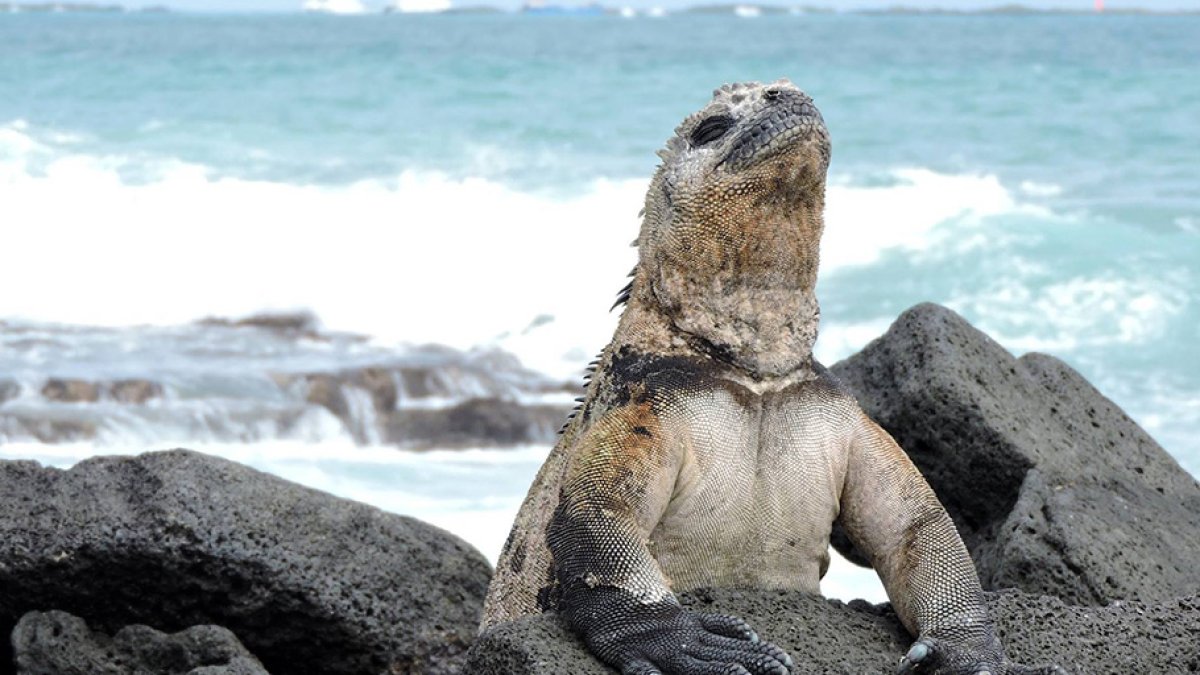 La fauna y flora de las islas son protegidas.