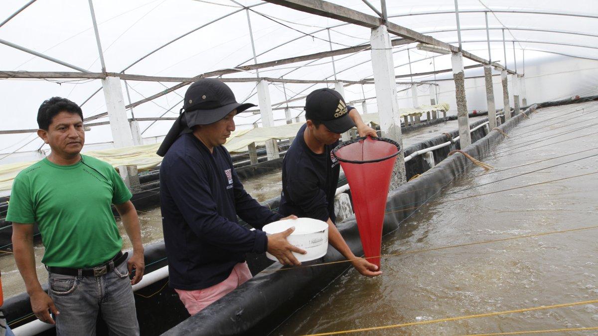 Tanto el sector productor, como el exportador, deberán someterse a nuevas reglas.