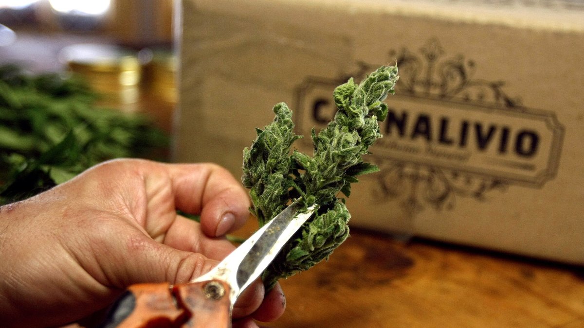 Proceso. Un hombre corta una planta de cannabis para producir medicamentos para una empresa colombiana, una industria que nació en 2017.