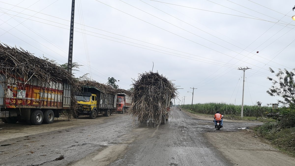 La caña de azúcar continúa llegando a los ingenios de las provincias de Cañar y Guayas.