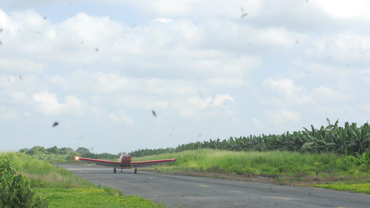 La fumigación contra la sigatoka negra es aérea.