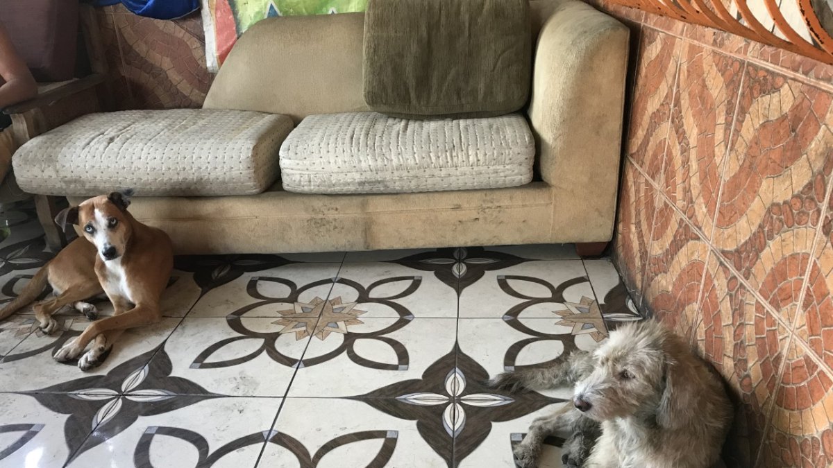 Precioso y Hermoso evitaron un robo al ahuyentar al delincuente.