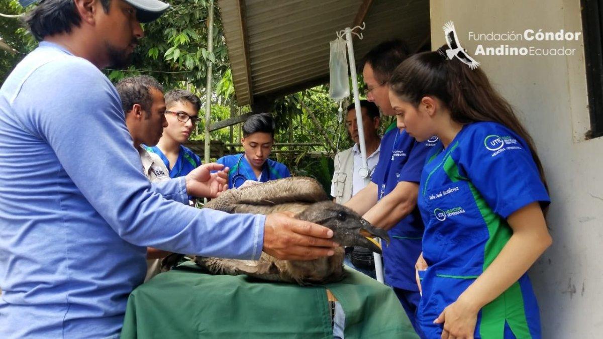 El ave recibió perdigones en el tórax y la pierna.