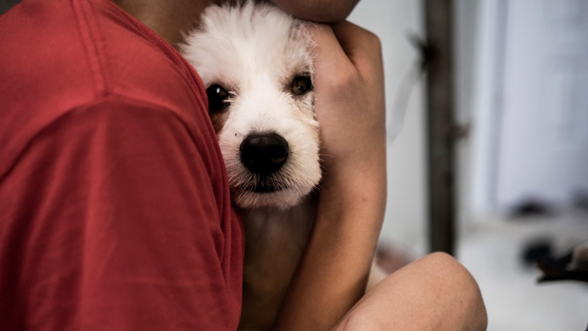 Los animales son sensibles a ruidos fuertes, como los de fuegos artificiales.