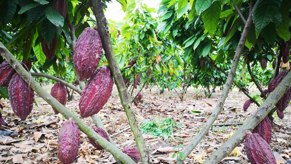 Las nuevas áreas prometen mayor productividad en los años que vienen.