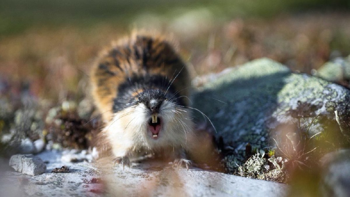 Referencial. El descubrimiento del lemino de la Edad de Hielo se trasladó inmediatamente a Moscú para un estudio detallado.