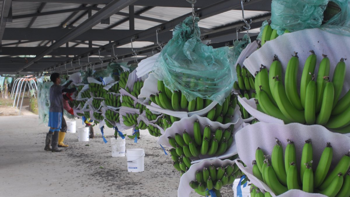 El sector bananero creció poco el 2019 y el 2020 debe cuidar el mercado ruso y protegerse del fusarium R4T.