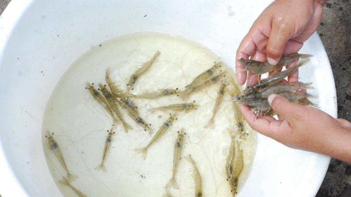 En este 2019, las ventas de camarón aceleraron su crecimiento. Hasta octubre, un 18% más, que en igual periodo del año pasado.