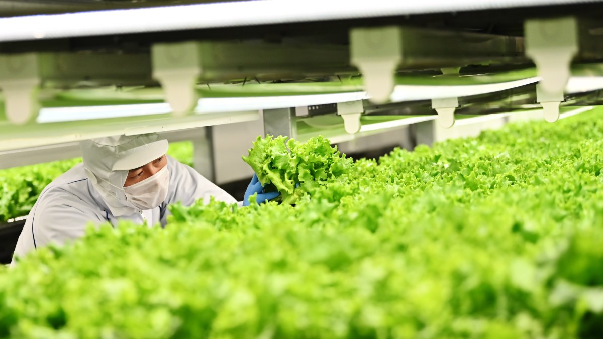 Un empleado inspeccionando lechugas que crecen en una planta que utiliza técnicas de cultivo vertical.