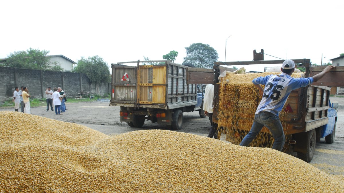 Mercado. El precio actual del quintal del maíz es de $ 15,25.