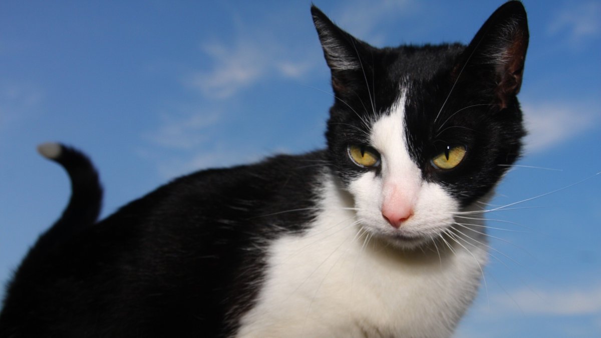 Tras la difusión del video, la organización Rescate Animal advirtió que tomará medidas legales.