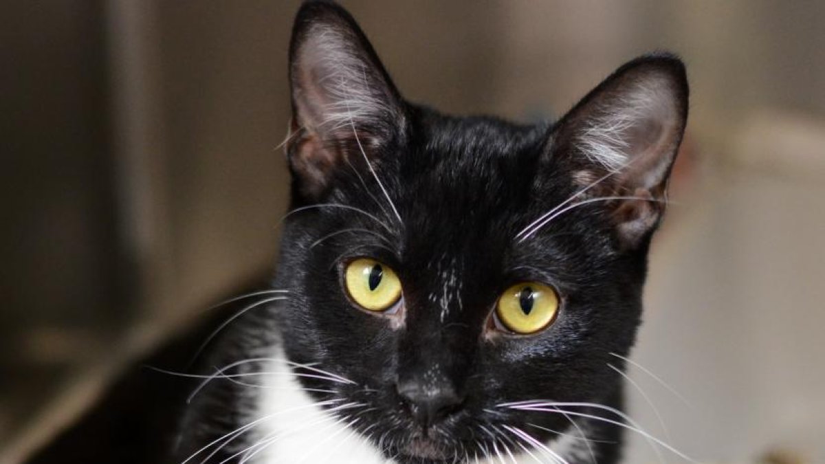 Tras la difusión del video, la organización Rescate Animal advirtió que tomará medidas legales.