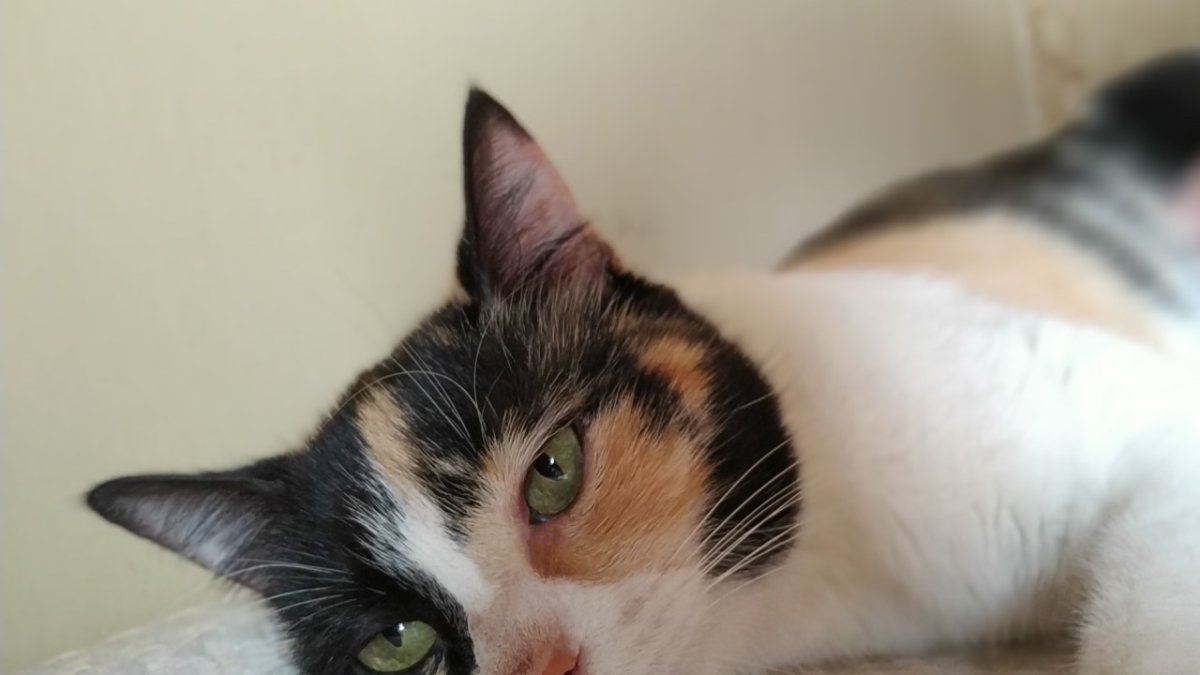 Milagro, el día que fue rescatada, iba dando tumbos y caer de la vereda a la calle.