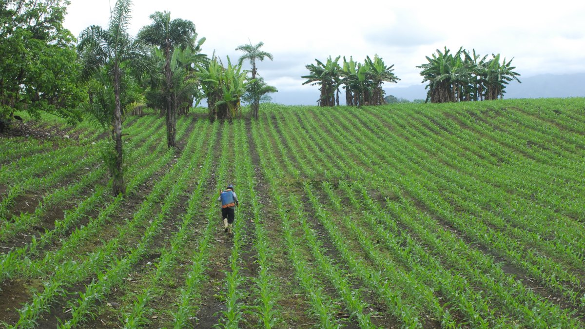 Siembra. Un agricultor trabaja en un cultivo de maíz en una hacienda ubicada en el cantón Balzar.