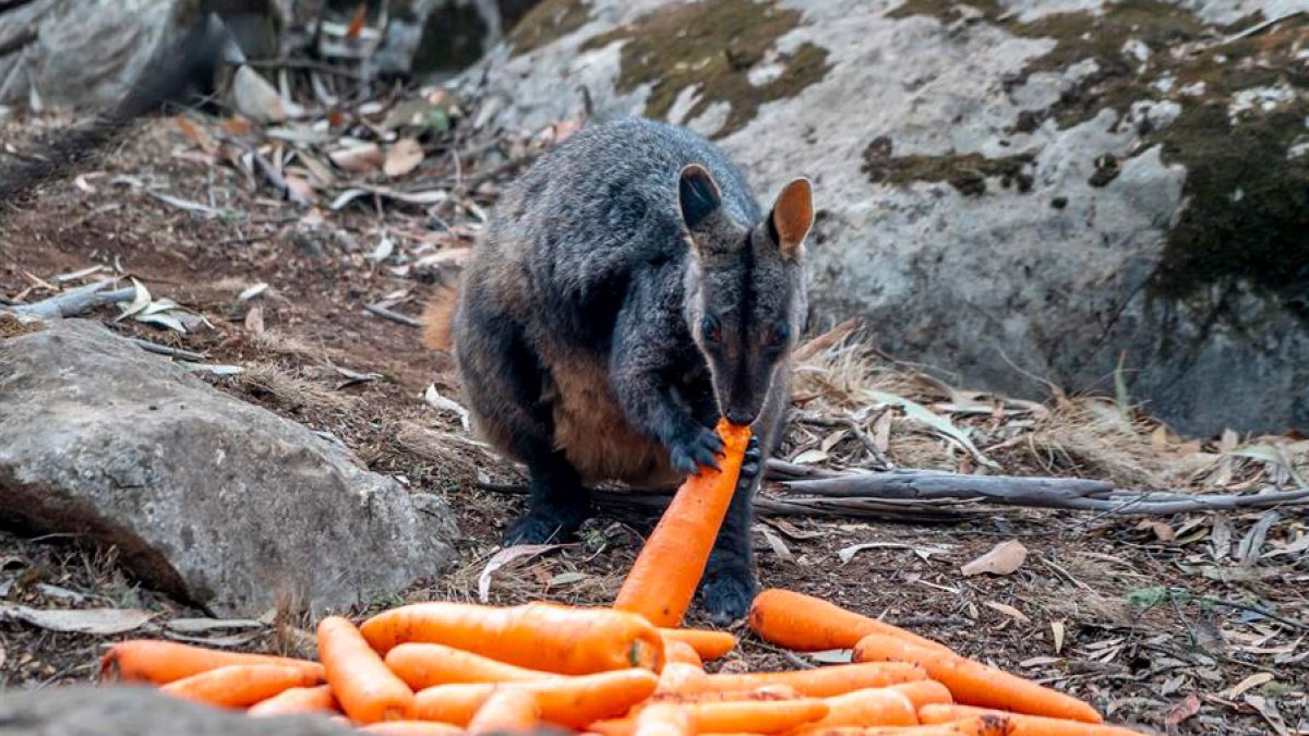 El wallaby de cola de cepillo de las rocas es una de las especies en peligro de extinción que se encuentra amenazada a consecuencia de los incendios de Australia.