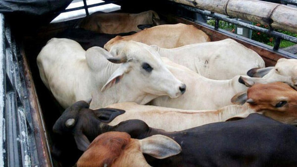 Una foto referencial sobre el robo de ganado en -Chad