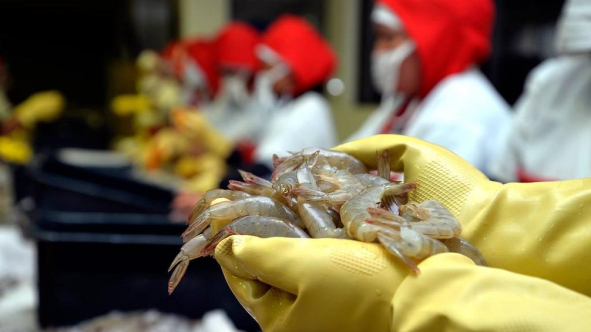 El camarón se consolida como el producto estrella. Hasta noviembre, sus ventas externas se elevaron un 21%.