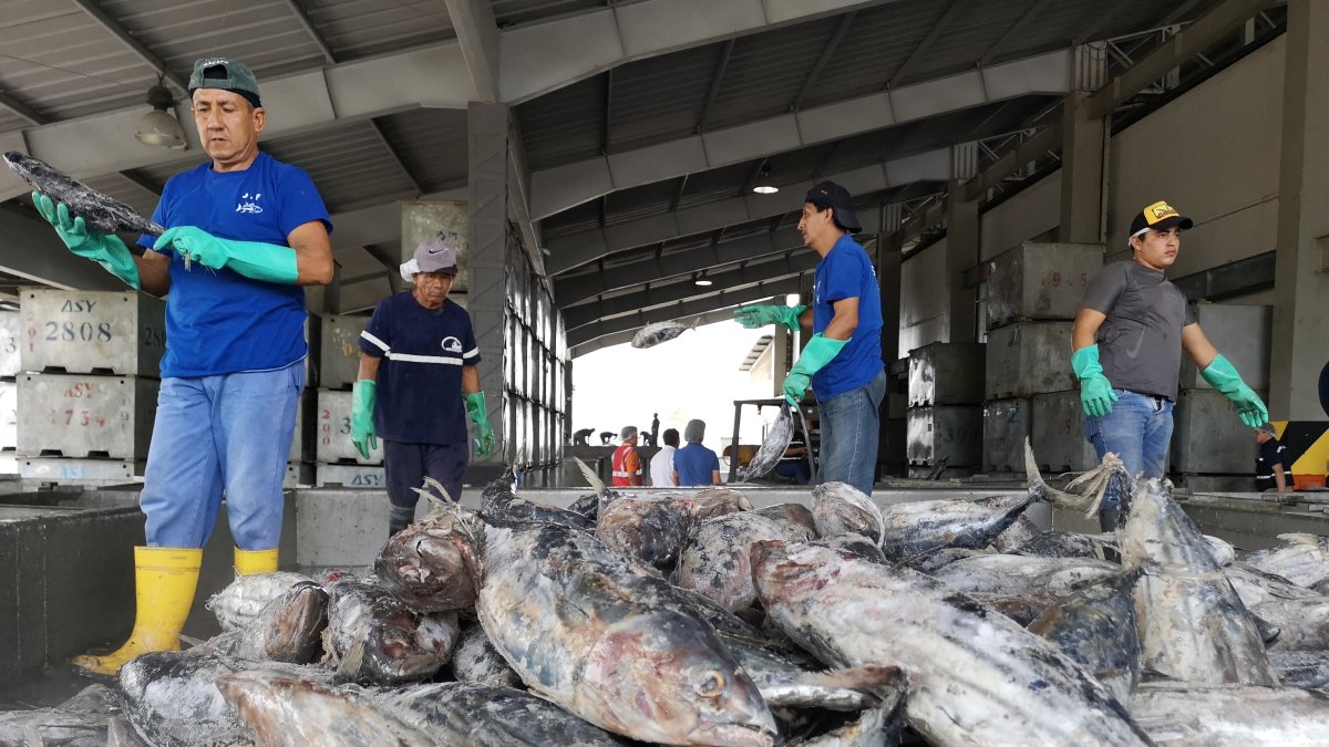 Ecuador es el segundo mayor exportador de atún por volumen.