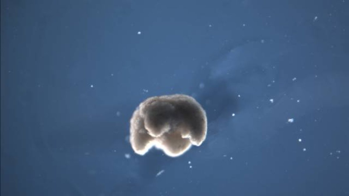 Uno de los 'biobots' de medio milímetro creados por el equipo de Michael Levin y Josh Bongard.