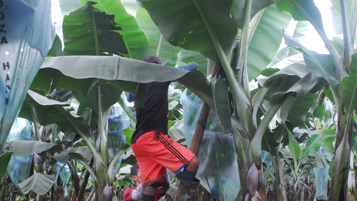 Las fincas bananeras obtienen una mayor productividad en la provincia de Los Ríos