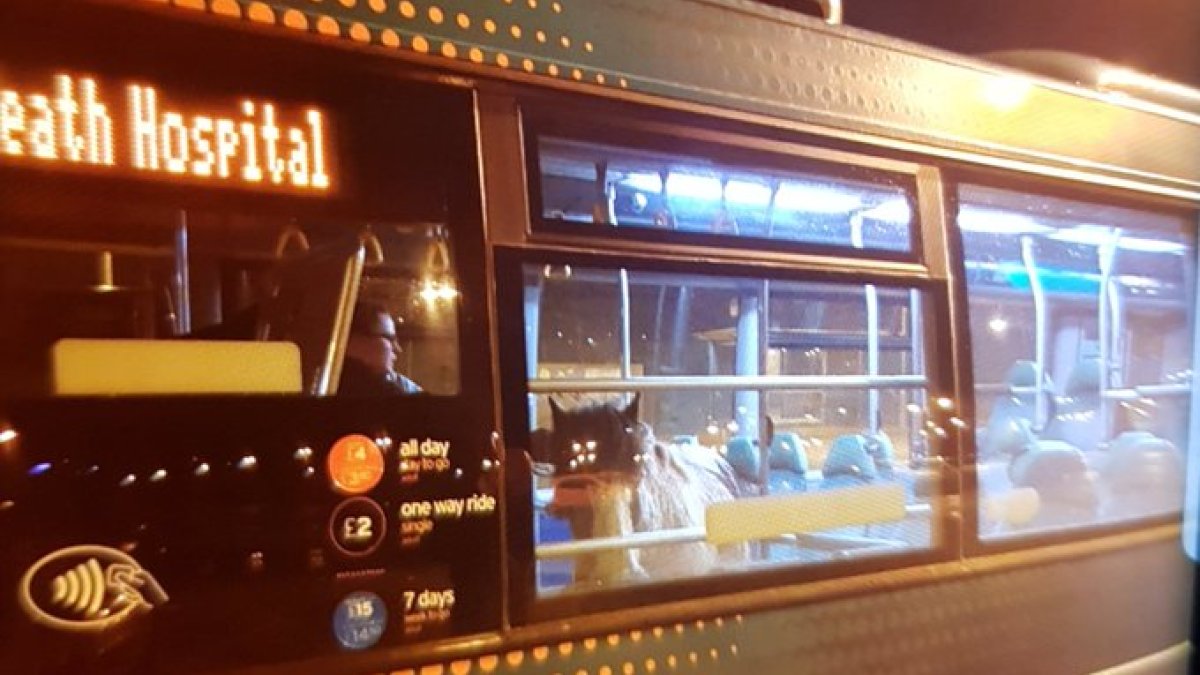 CARDIFF. Un inusual pasajero. La empresa de transporte Cardiff Bus confirmó la inusual misión de rescate.