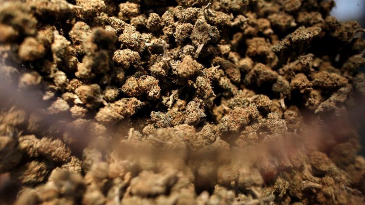 Muestra de cannabis en el 'Cannabisexpo 2020'.