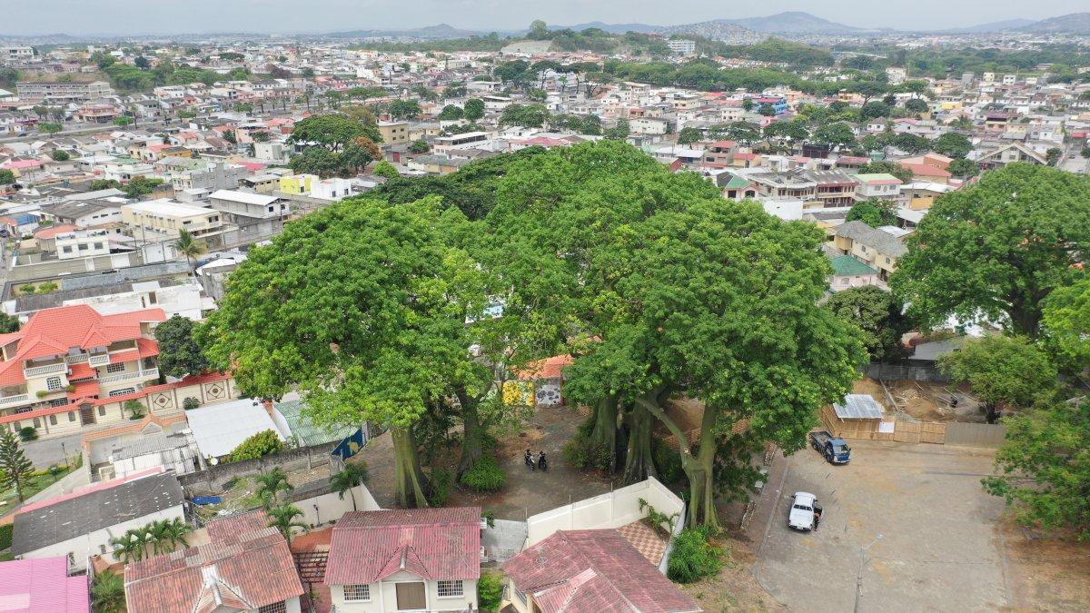 Árboles nativos ceibos y samanes en el Bosque Tropical.