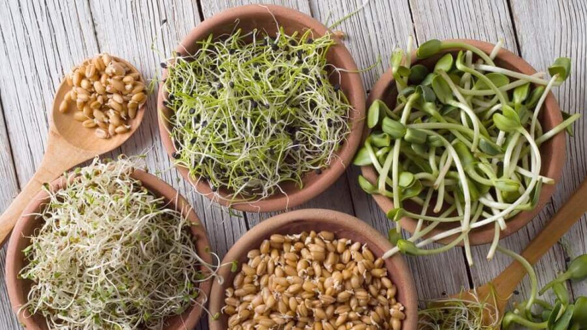 El proceso de germinado hace que los brotes sean más ricos en proteínas, ácido fólico, magnesio, fósforo y manganeso.