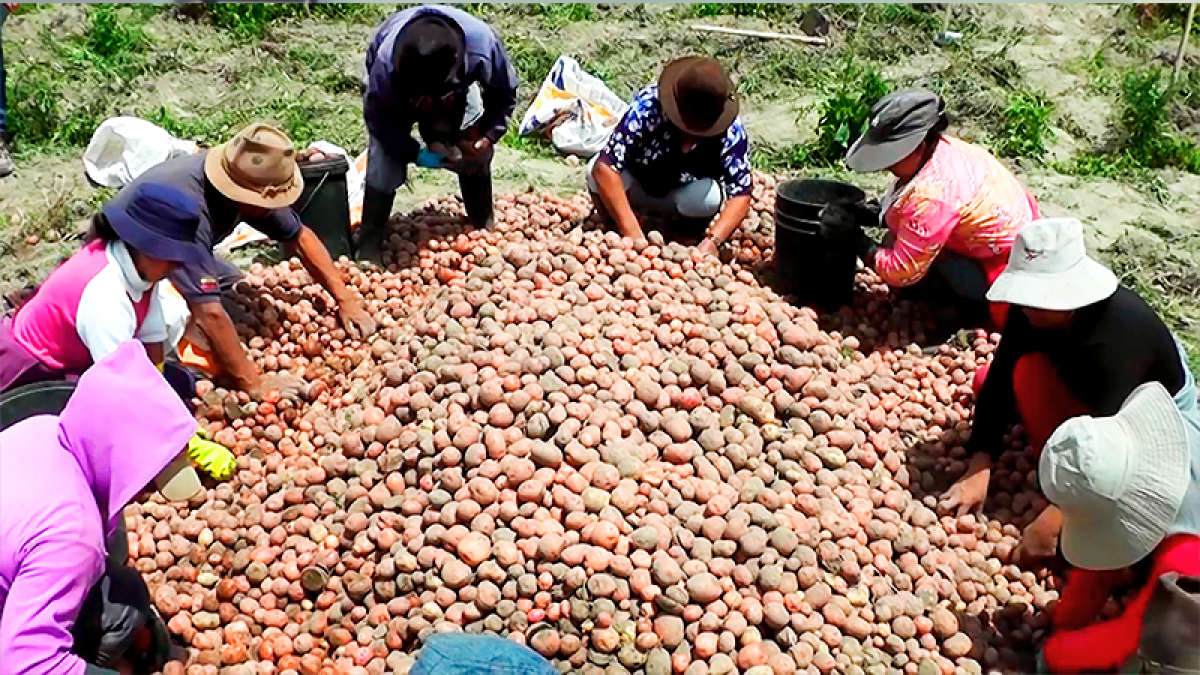 Un grupo de agricultores trabajan en la cosecha de papa.