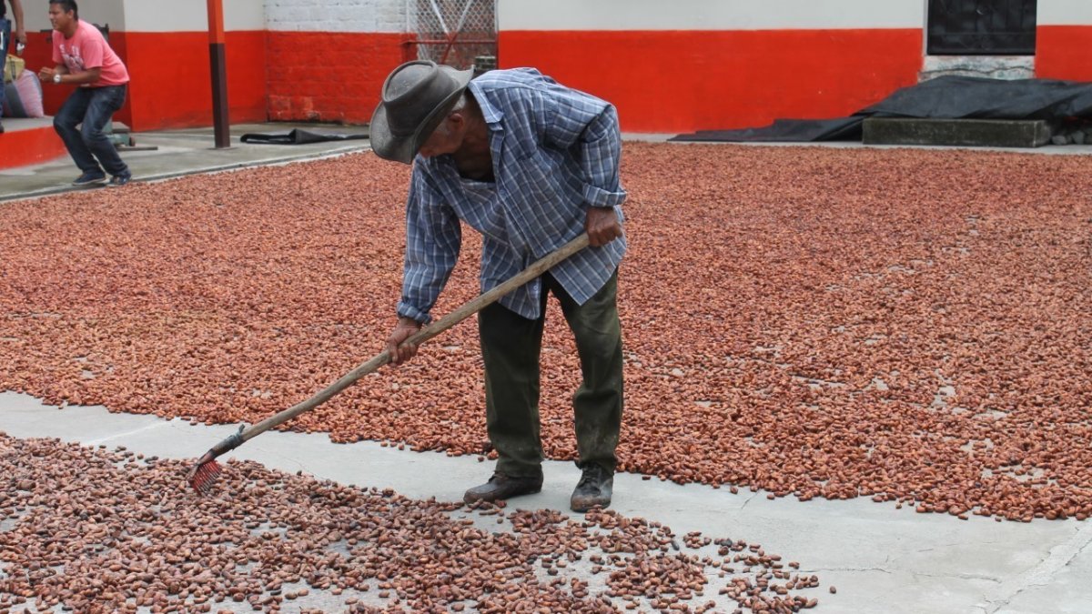 Labor. Un agricultor mueve las pepas del cacao ecuatoriano, como parte del proceso de secado al sol.