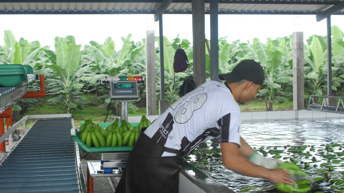 Banano. Ecuador es el principal exportador del mundo, pero su crecimiento estuvo aletargado durante el año 2019 por falta de estrategias.