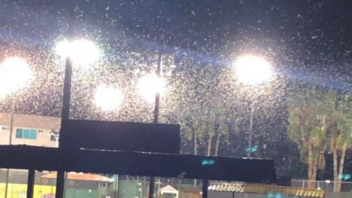 Foto compartida en Twitter por Mario Martire: Humedad y nubes de grillos, en una cancha de Guayaquil.