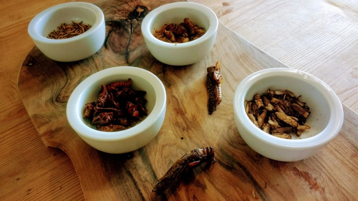 Grub Kitchen es el primer restaurante de insectos comestibles de Gran Bretaña.