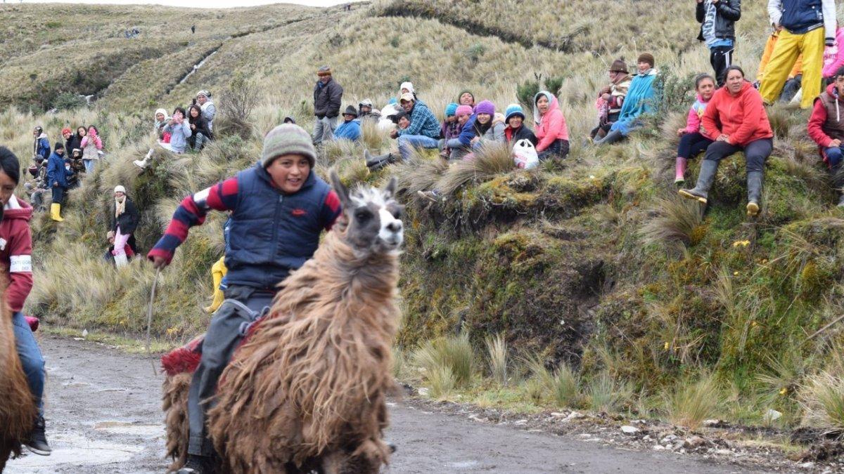 Los niños demuestran sus mejores dotes de jinetes al momento de competir, con sus pies guían a los camélidos para llegar a la meta.