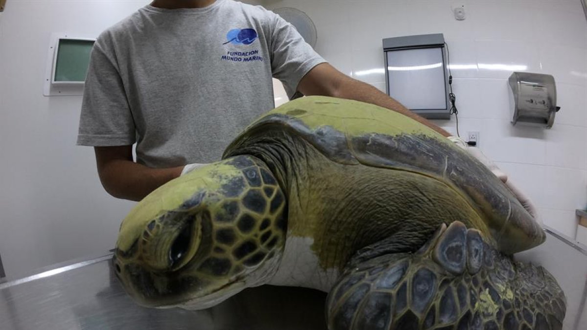 Esta tortuga verde pudo salvarse tras defecar un total de 13 gramos de residuos plásticos, entre ellos bolsas de nylon, hilos y plásticos duros.
